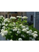 Cserjés hortenzia / HYDRANGEA arborescens