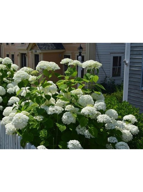 Cserjés hortenzia / HYDRANGEA arborescens