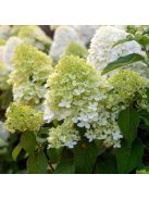 Bugás hortenzia / HYDRANGEA paniculata 'Limelight
