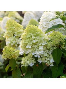 Bugás hortenzia / HYDRANGEA paniculata 'Limelight