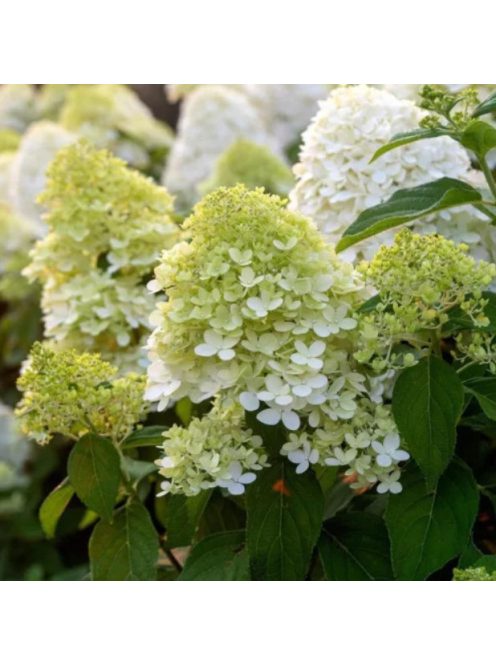 Bugás hortenzia / HYDRANGEA paniculata 'Limelight