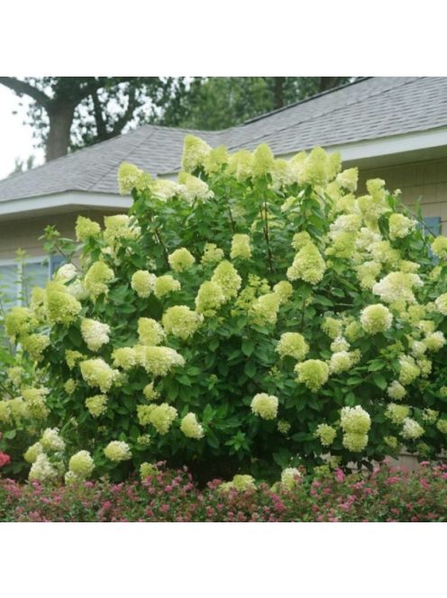 Bugás hortenzia / HYDRANGEA paniculata 'Limelight
