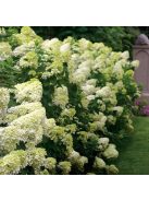 Bugás hortenzia / HYDRANGEA paniculata 'Limelight