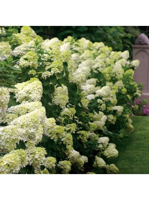 Bugás hortenzia / HYDRANGEA paniculata 'Limelight