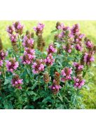 Nagyvirágú gyíkfű / PRUNELLA grandiflora