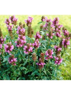 Nagyvirágú gyíkfű / PRUNELLA grandiflora