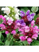 Nagyvirágú gyíkfű / PRUNELLA grandiflora