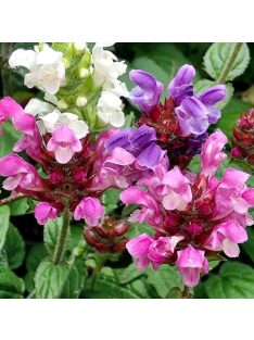 Nagyvirágú gyíkfű / PRUNELLA grandiflora