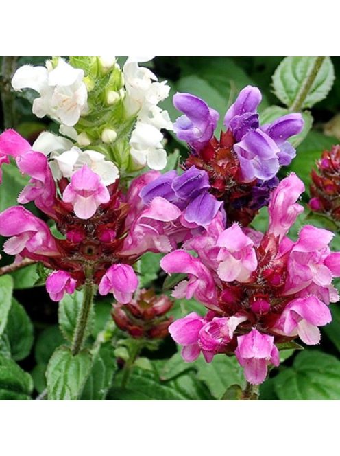 Nagyvirágú gyíkfű / PRUNELLA grandiflora