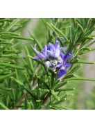 Rozmaring / ROSMARINUS officinalis