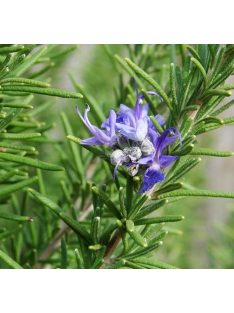 Rozmaring / ROSMARINUS officinalis