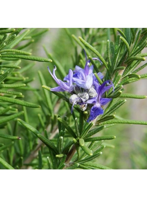 Rozmaring / ROSMARINUS officinalis
