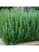 Rozmaring / ROSMARINUS officinalis