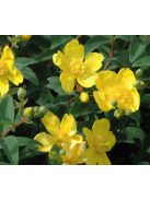 Orbáncfű / HYPERICUM 'Hidcote