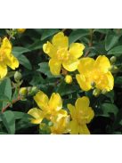 Orbáncfű / HYPERICUM 'Hidcote