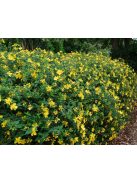 Orbáncfű / HYPERICUM 'Hidcote