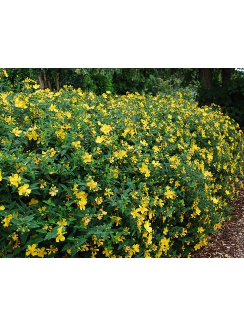 Orbáncfű / HYPERICUM 'Hidcote