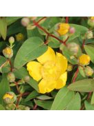 Orbáncfű / HYPERICUM 'Hidcote