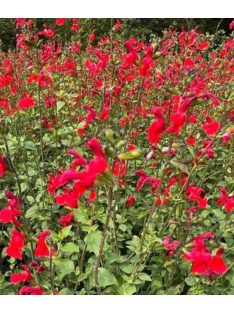Őszi zsálya / SALVIA microphylla