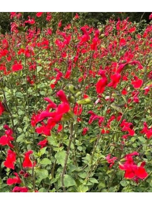 Őszi zsálya / SALVIA microphylla