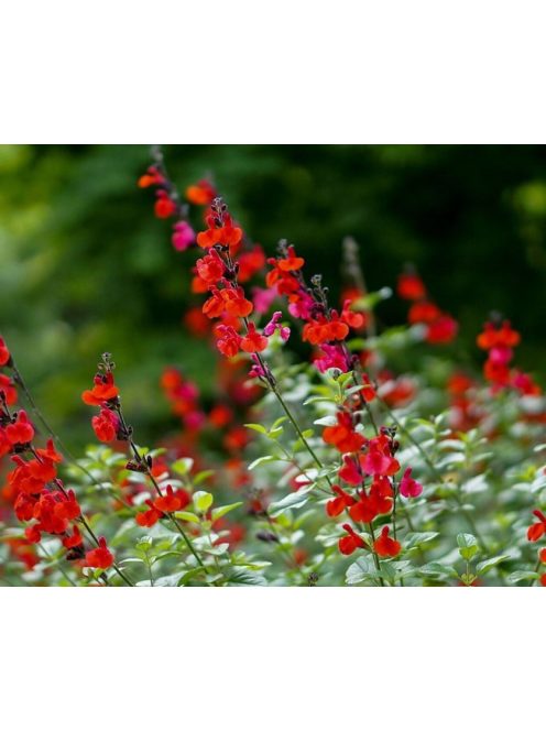 Őszi zsálya / SALVIA microphylla