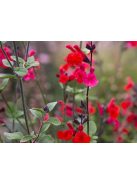 Őszi zsálya / SALVIA microphylla
