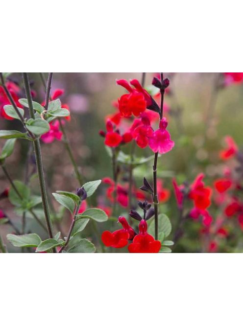 Őszi zsálya / SALVIA microphylla