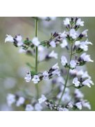 Mirigyes pereszlény / CALAMINTHA nepeta