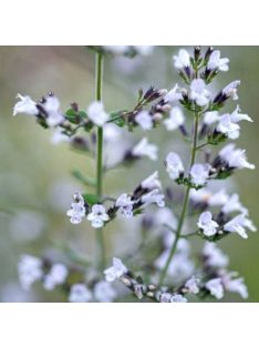 Mirigyes pereszlény / CALAMINTHA nepeta