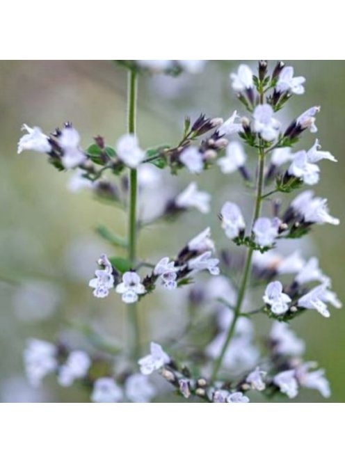 Mirigyes pereszlény / CALAMINTHA nepeta