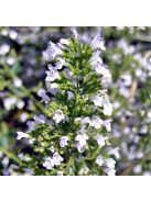 Mirigyes pereszlény / CALAMINTHA nepeta