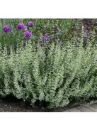 Mirigyes pereszlény / CALAMINTHA nepeta