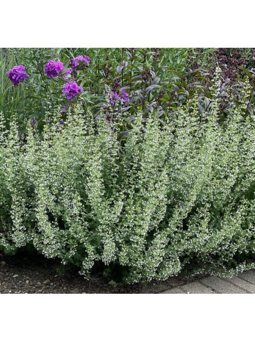 Mirigyes pereszlény / CALAMINTHA nepeta