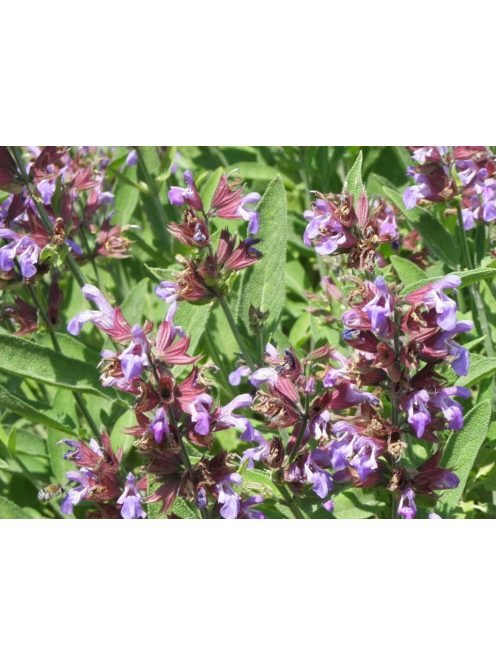 Orvosi zsálya / SALVIA officinalis