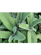 Orvosi zsálya / SALVIA officinalis