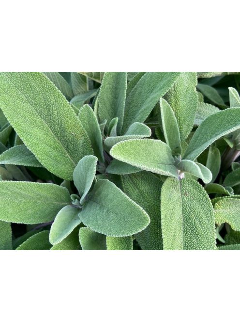 Orvosi zsálya / SALVIA officinalis