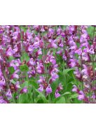 Orvosi zsálya / SALVIA officinalis