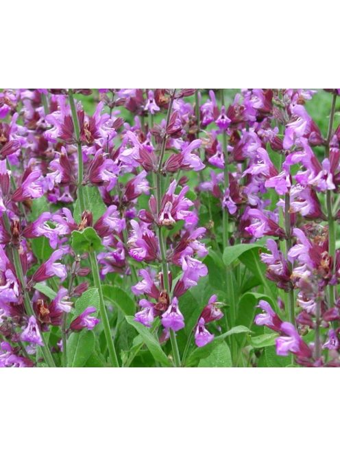 Orvosi zsálya / SALVIA officinalis