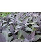 Orvosi zsálya, lila / SALVIA officinalis 'Purpurascens