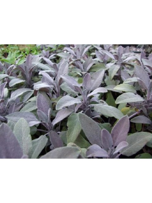 Orvosi zsálya, lila / SALVIA officinalis 'Purpurascens