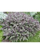 Orvosi zsálya, lila / SALVIA officinalis 'Purpurascens