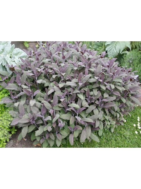 Orvosi zsálya, lila / SALVIA officinalis 'Purpurascens