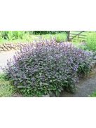 Orvosi zsálya, lila / SALVIA officinalis 'Purpurascens