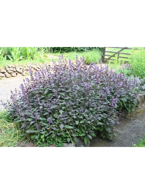Orvosi zsálya, lila / SALVIA officinalis 'Purpurascens