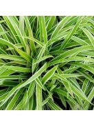 Tarka sás / CAREX morrowii 'Variegata