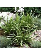 Tarka sás / CAREX morrowii 'Variegata