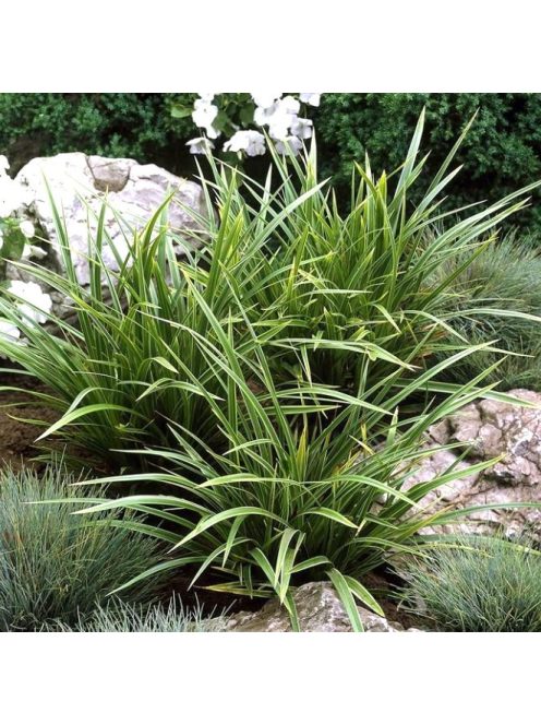 Tarka sás / CAREX morrowii 'Variegata
