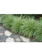 Tarka sás / CAREX morrowii 'Variegata