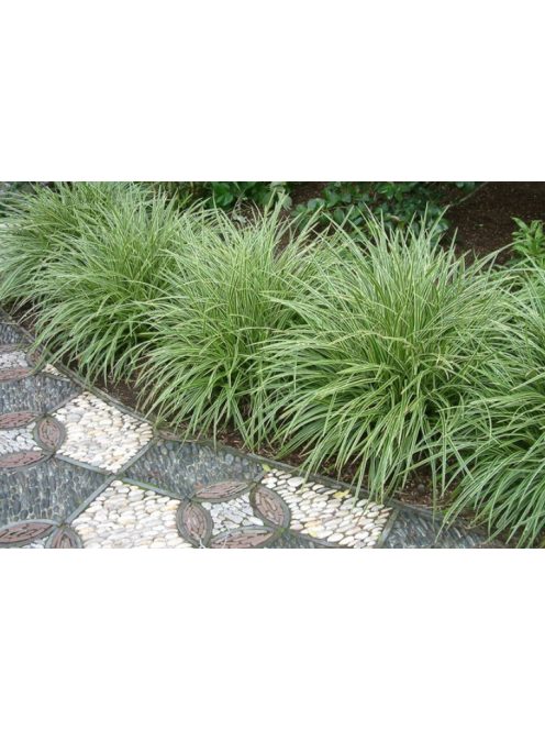 Tarka sás / CAREX morrowii 'Variegata