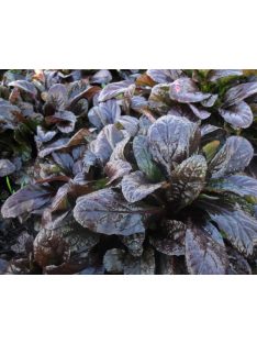 Indás ínfű, bordó / AJUGA reptans